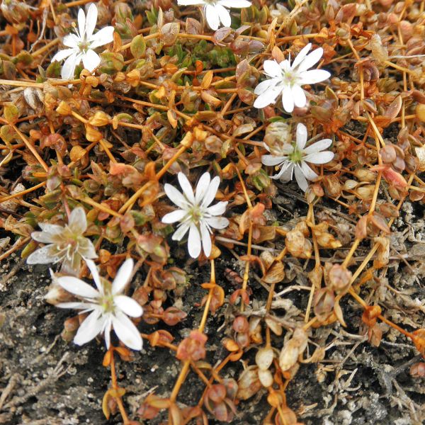 Stellaria humifusa Svalbard Longyearbyen 2014 3 A.Elven a